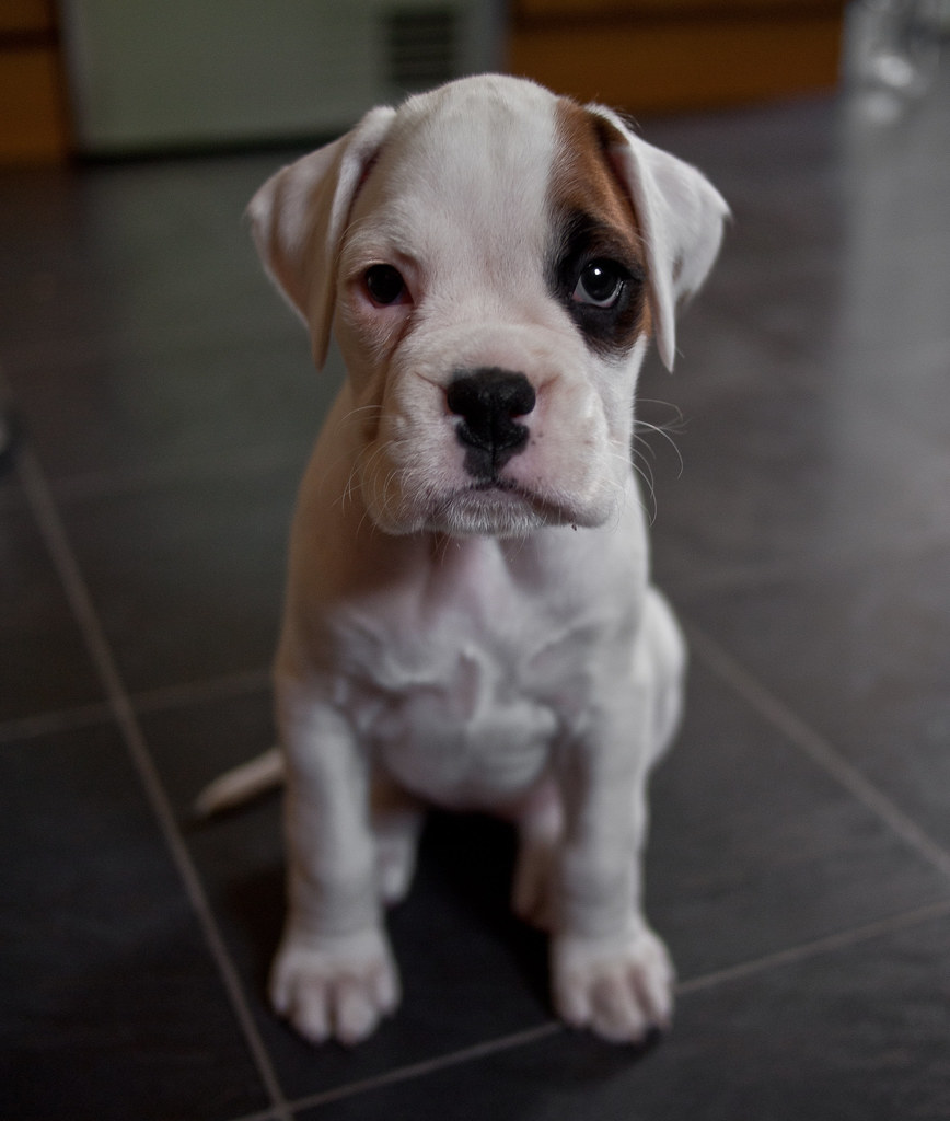 Charlie? How about Charlie for a name? She's a girl, but C… Flickr