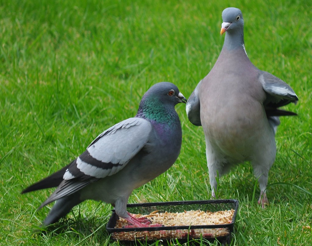 Wood Pigeon vs Rock Dove II Rock Dove (l) refuses to bud… Flickr