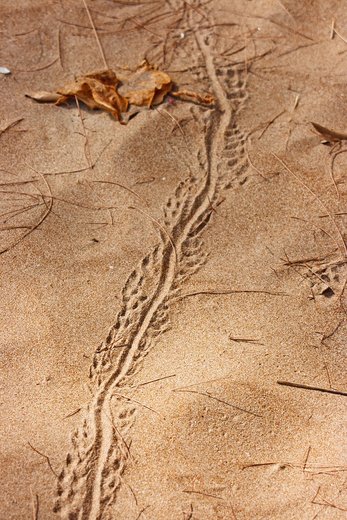 Lizard Tracks? I think these must be some sort of Lizard t… Flickr