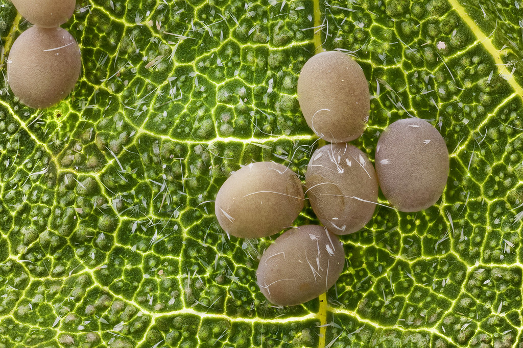 huevos gusano de seda 45 tiros con MPE a 4X con flash y f… Flickr