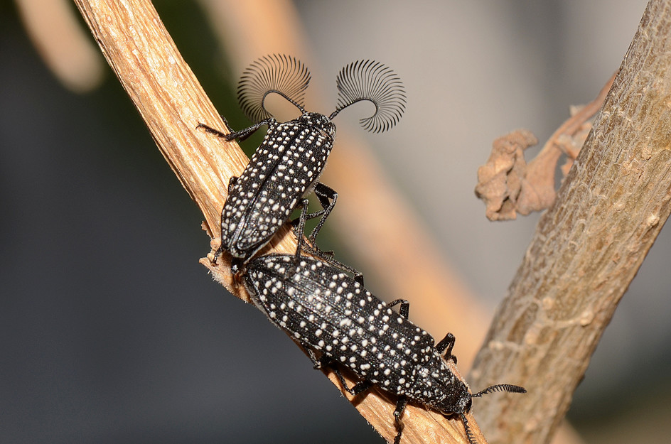 Antennae Beetles m f yard The male beetle uses his antenna… Flickr