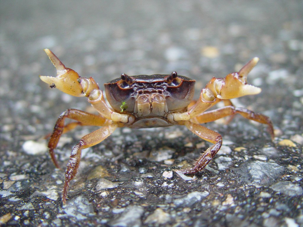 Japanese Freshwater Crab Observed on a paved road near a s… Flickr