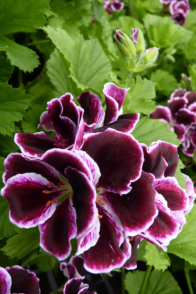 Regal Geranium Imperial Martha Washington Geraniums Flickr