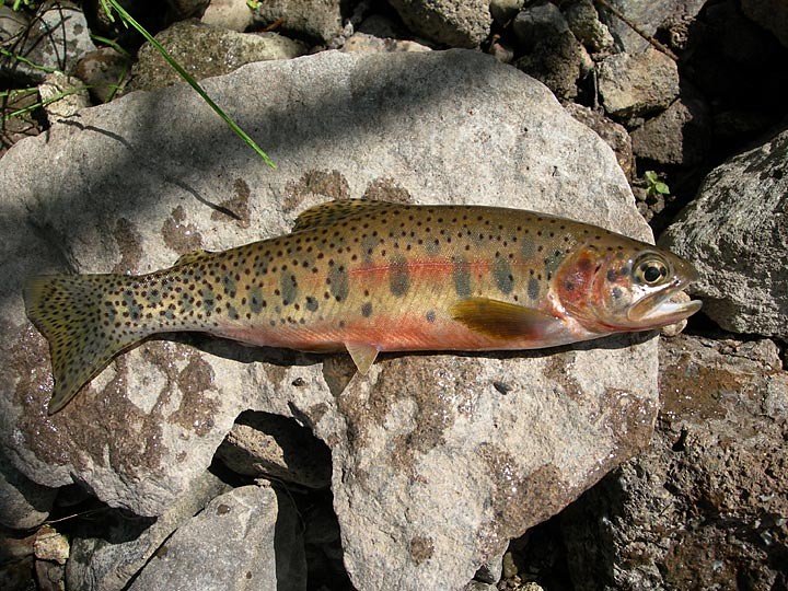 Westslope Cutthroat Trout The westslope cutthroat trout (O… Flickr
