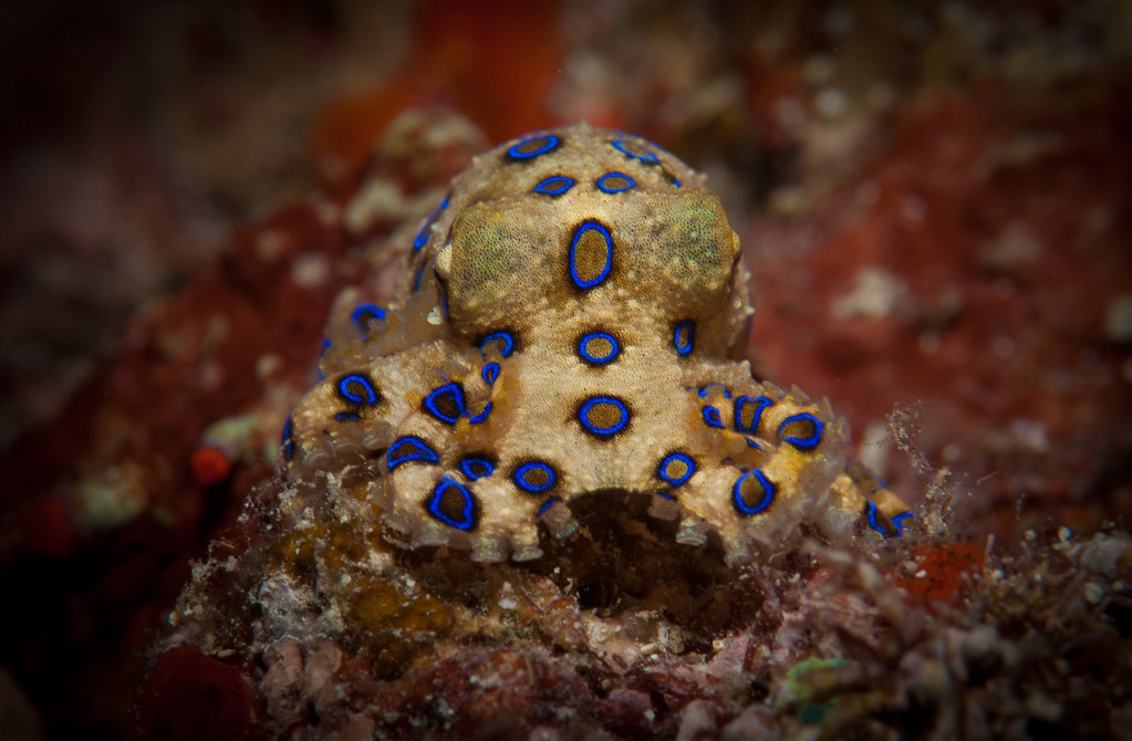 Rare Blue Ringed Octopus low crawl Blue Ringed Octopus … Flickr