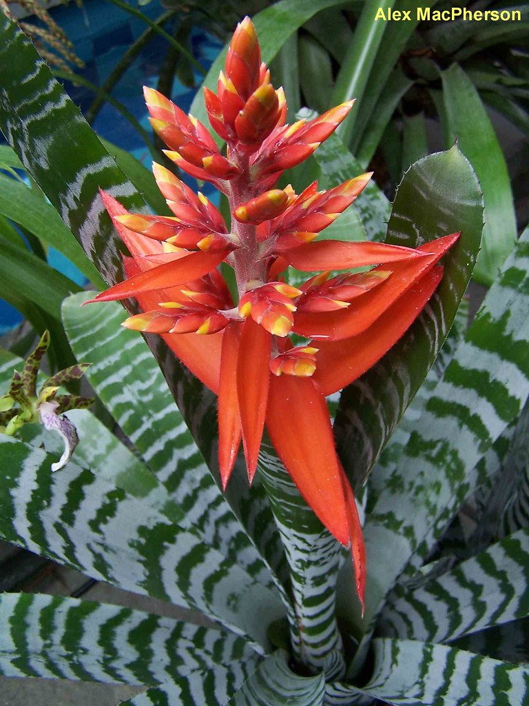 Zebra bromeliad Alexander MacPherson Flickr