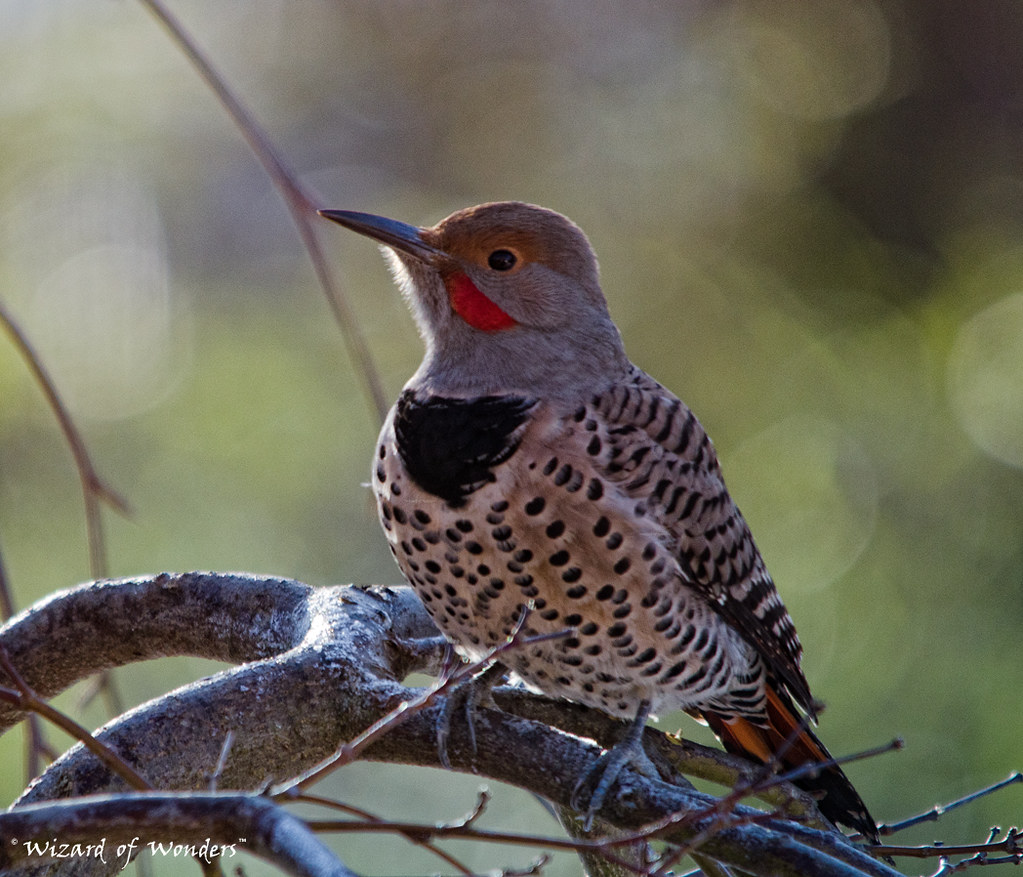 Birds of BC No.3 Northern Flicker Colaptes auratus Flickr