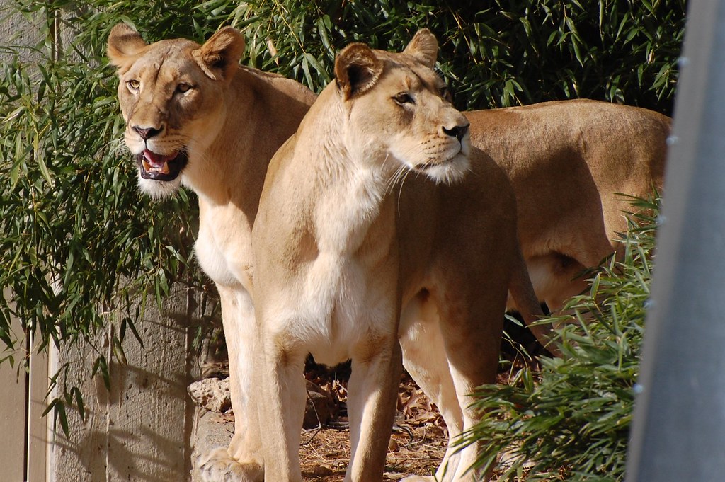 Two headed lion! December 31, 2010 (DSC_0579) NikonDolll Flickr