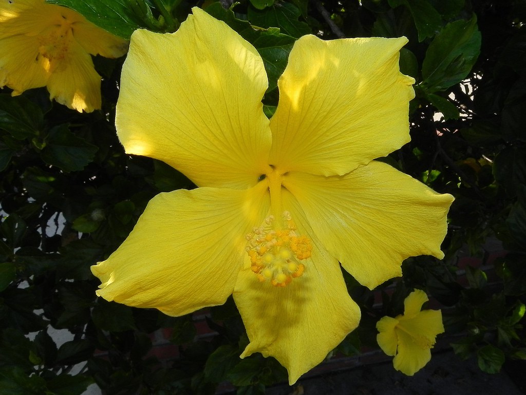 Hawaii's state flower The striking and beautiful yellow hi… Flickr