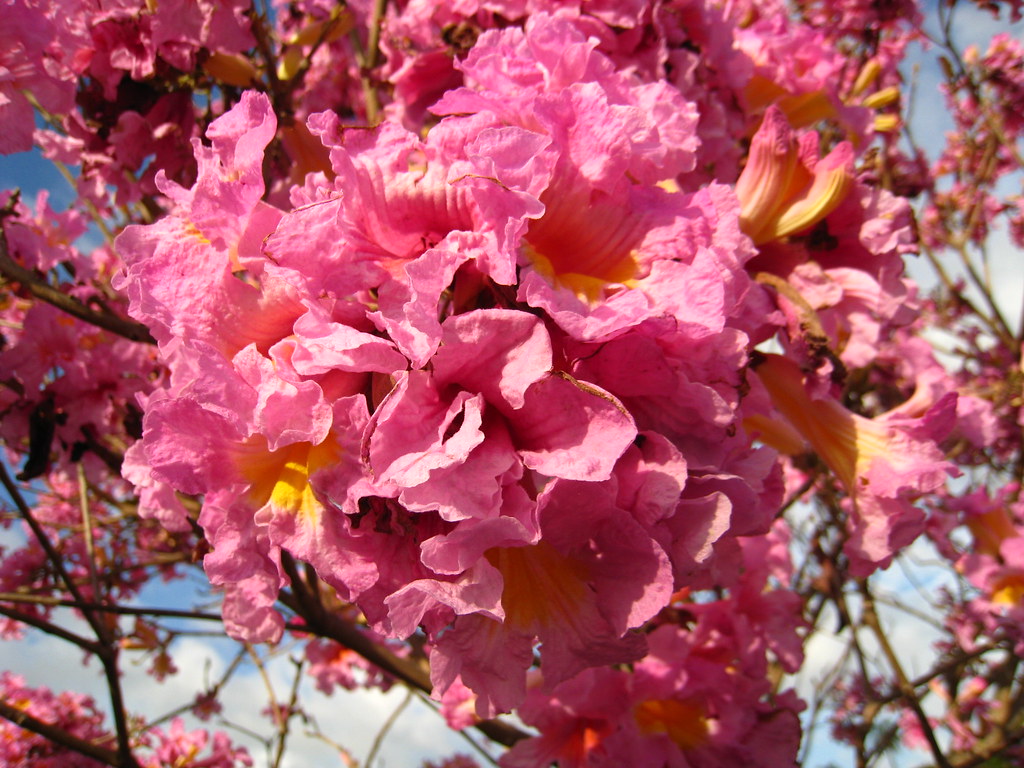 Pink jacaranda Lana Flickr