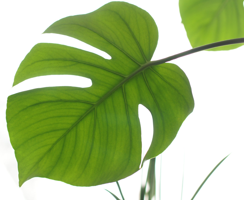 Monstera Leaf The winterly clouds draw a perfect backgroun… Flickr