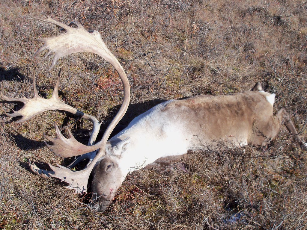 2010 Alaska Caribou Hunting with Ram Aviation Kotzebue AK … Flickr
