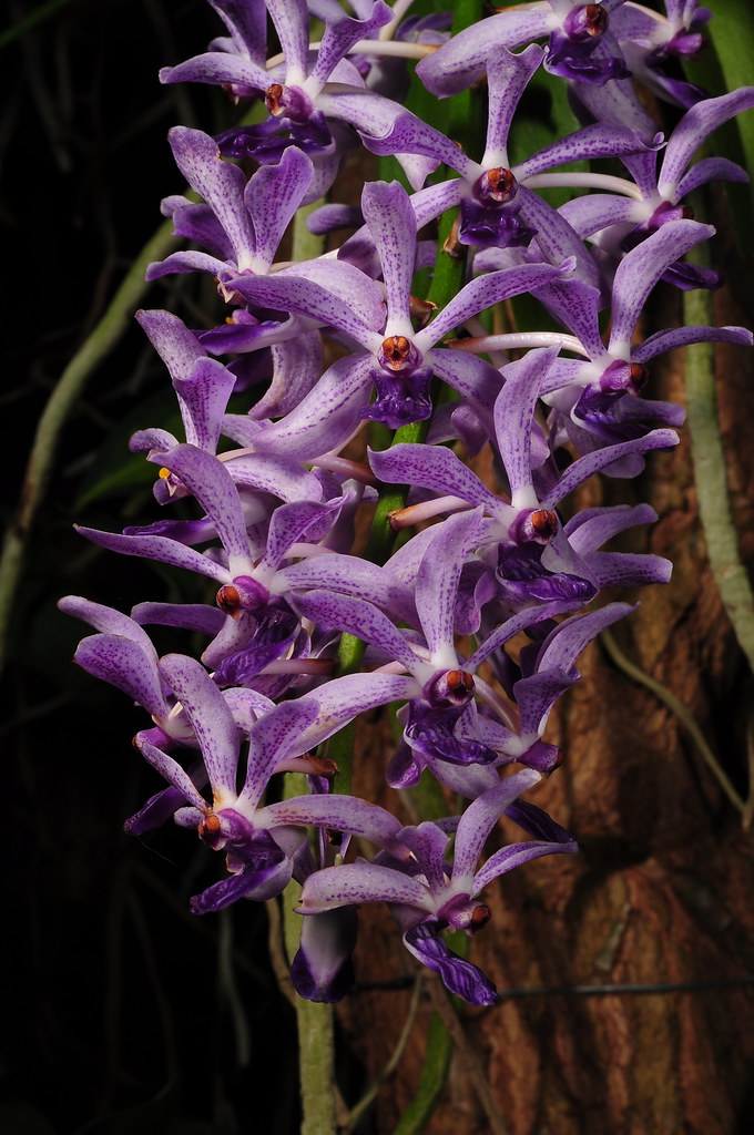 Rhynchovanda Blue Lightning Seen at the Orchid Exhibition … Flickr