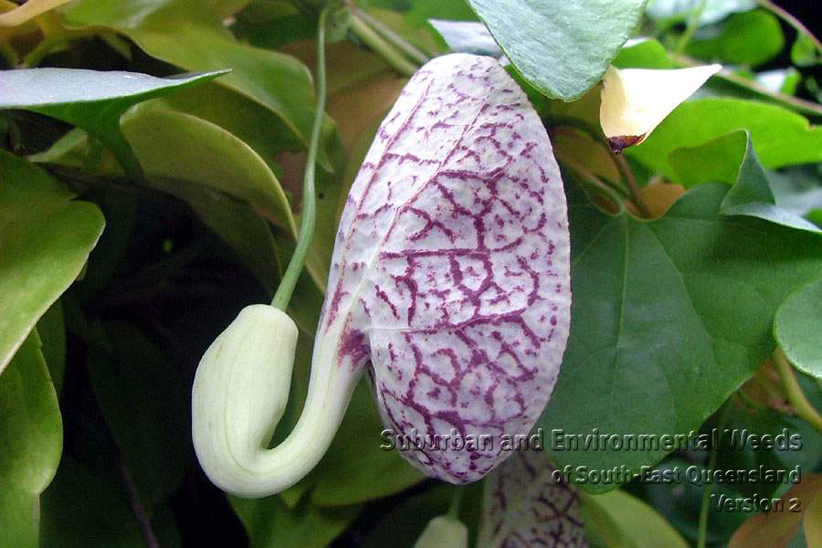 Dutchman's Pipe Dutchman’s pipe kills the rare Richmond bi… Flickr