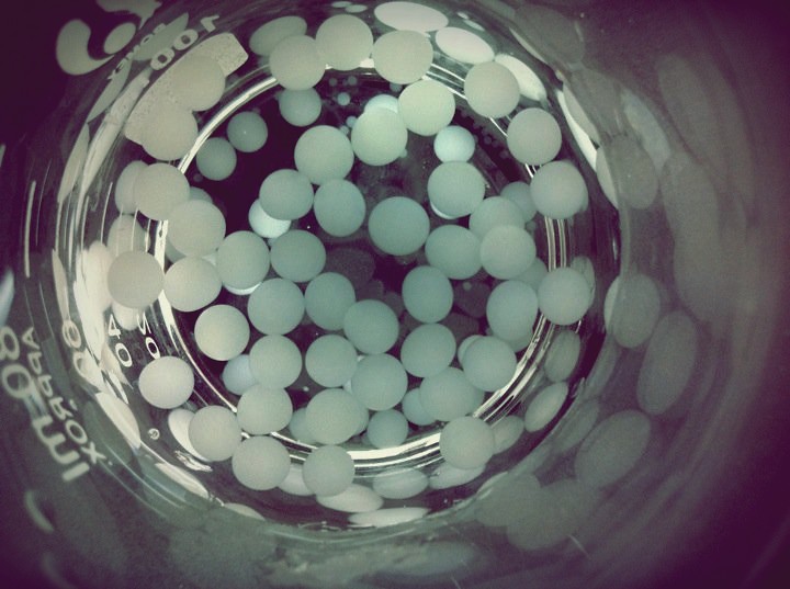 Alginate Beads Immobilized enzymes ) Chris Kit Yee Chan Flickr