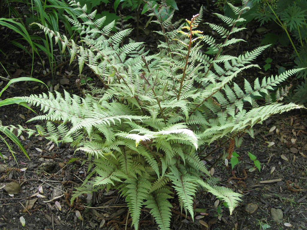 Ghost fern Ghost fern (Athyrium x 'ghost'), taken May 10, … Flickr