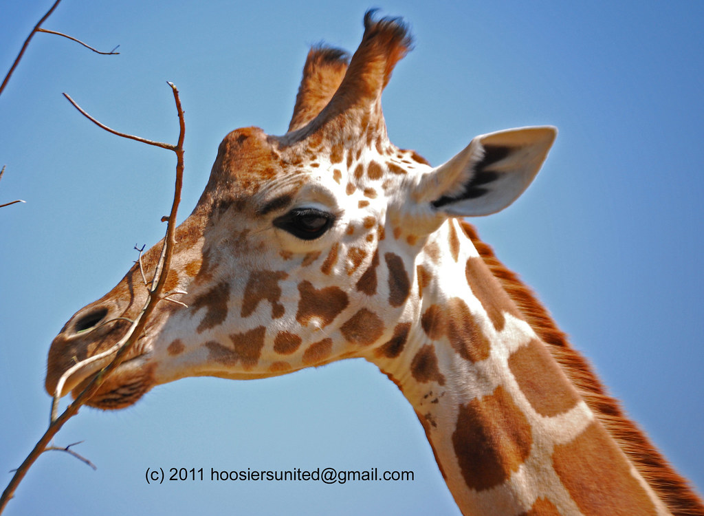 Giraffe head Taken at Sydney's Taronga Zoo, September 2010… Kevin
