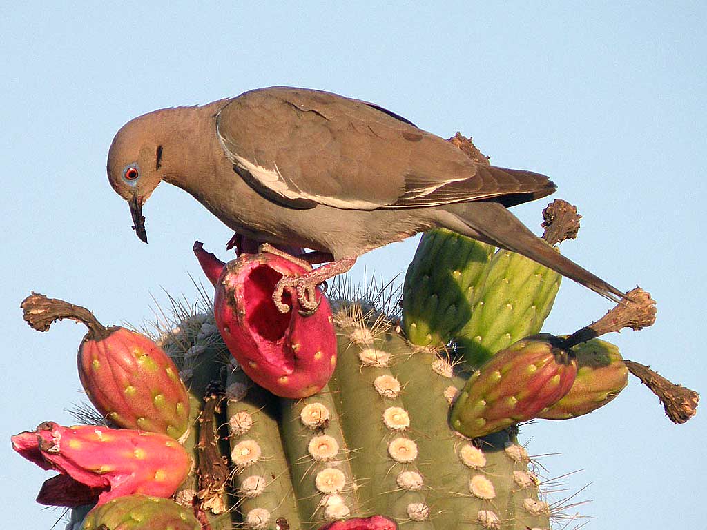 Whitewinged dove feeding on Carnegiea fruit Whitewinged … Flickr