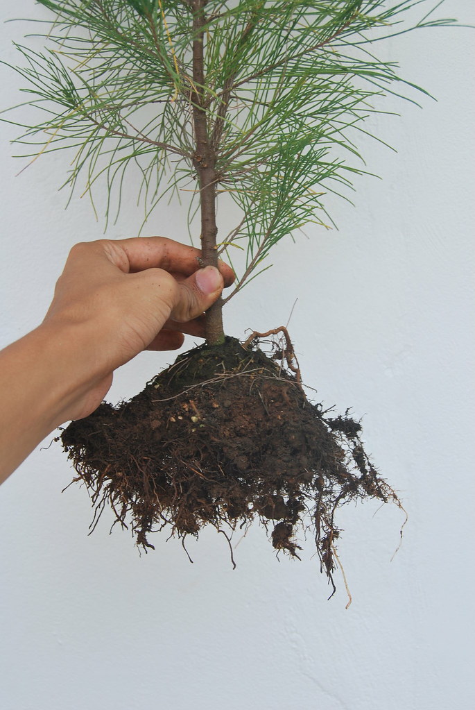 Casuarina equisetifolia bonsai stock root system Flickr