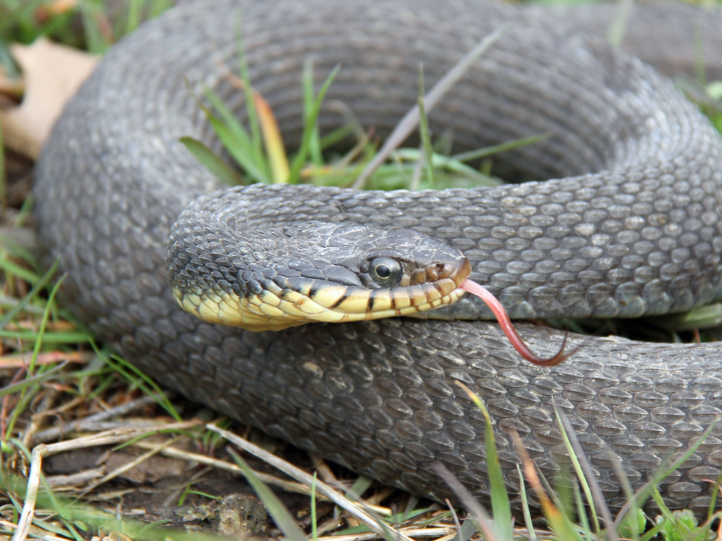 Yellowbelly Water Snake (Nerodia erythrogaster flavigaster… Flickr