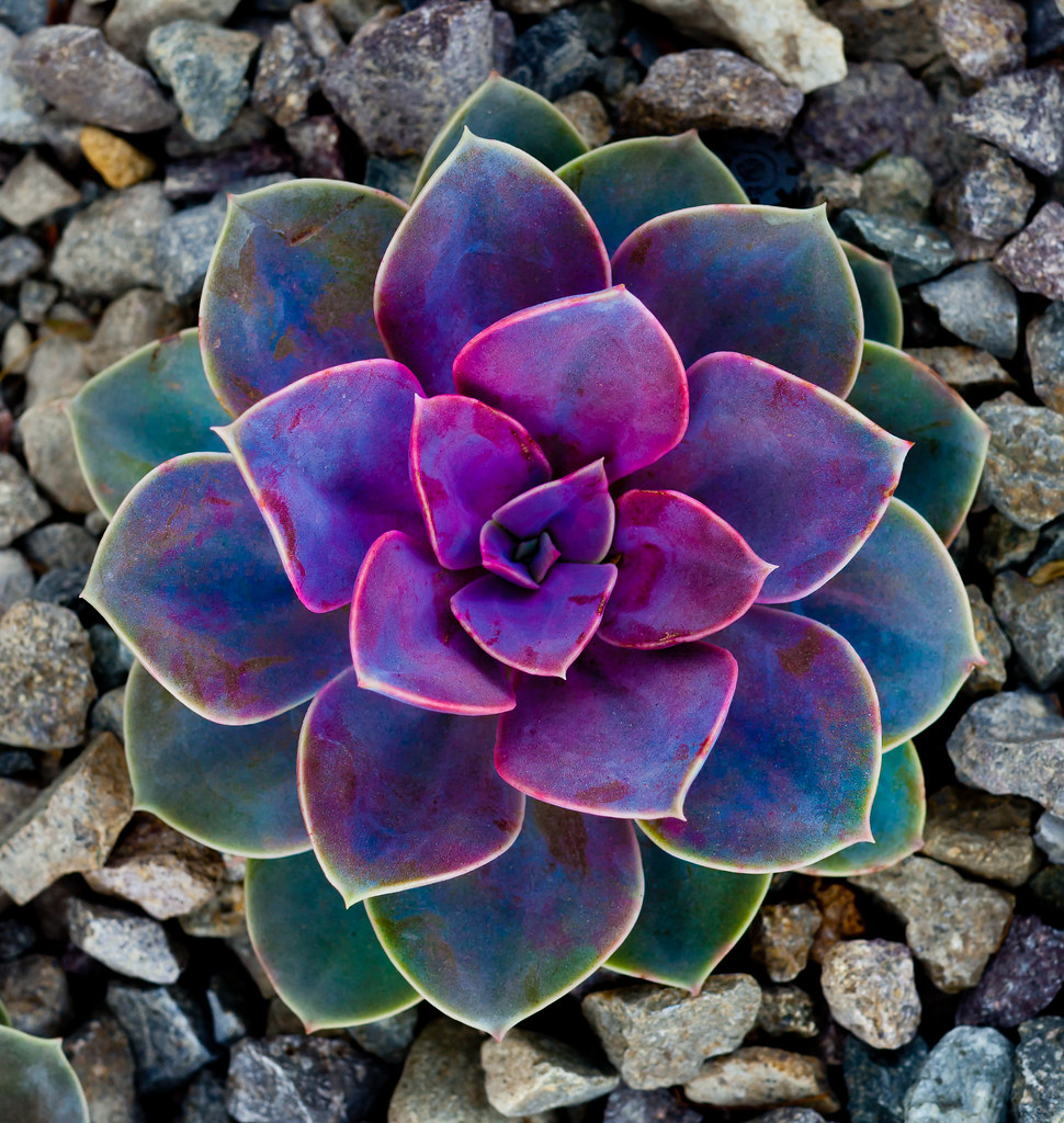 One Tough Flower A plant on the side walk from my trip to … Flickr