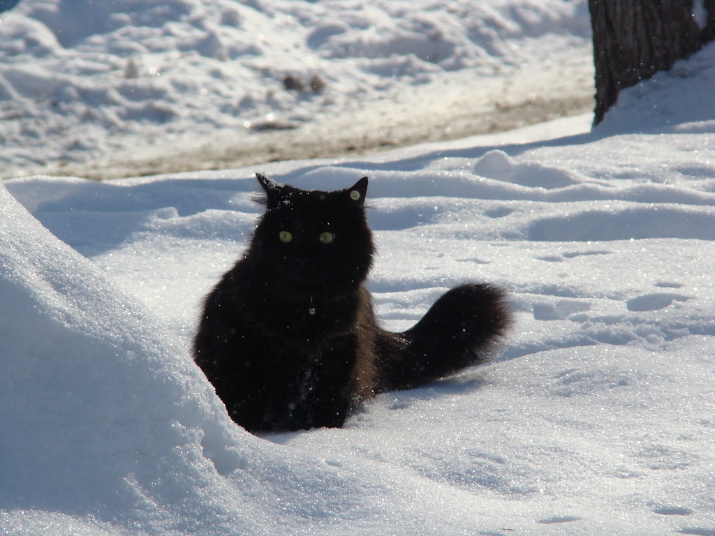 Black cat in the snow ©Lorraine Goh Lorraine Goh Flickr