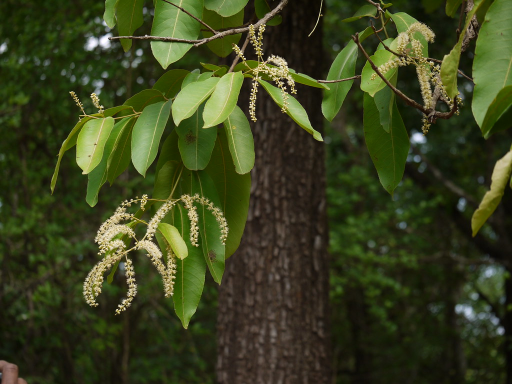 Terminalia elliptica Combretaceae (rangoon creeper family)… Flickr