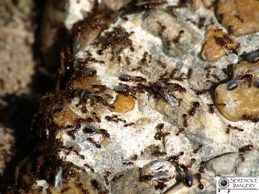 termites... in concrete? Jacquie Wingate Flickr