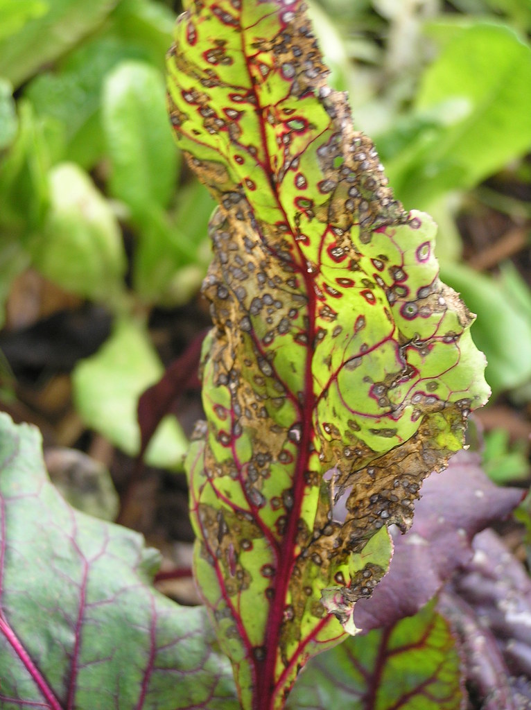 P1010530 Cercospora leaf spot of beet Cercospora leaf spot… Flickr