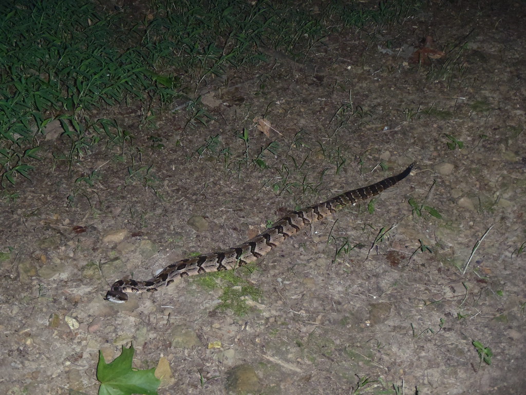 Timber Rattlesnake in North Alabama This rattlesnake cross… Flickr