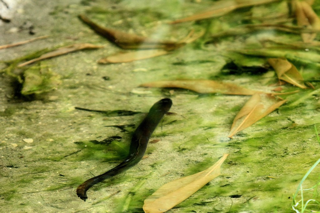 FRESH WATER EEL IN A DITCH AT DIEGO GARCIA BIOT This EEl l… Flickr