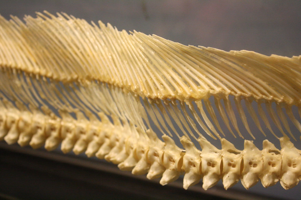 eel skeleton. this is so fascinating to me. I totally thou… Flickr