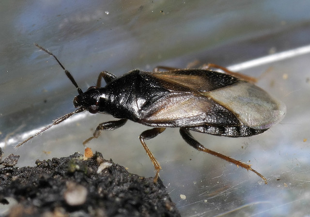 Xylocoris galactinus Flickr Photo Sharing!