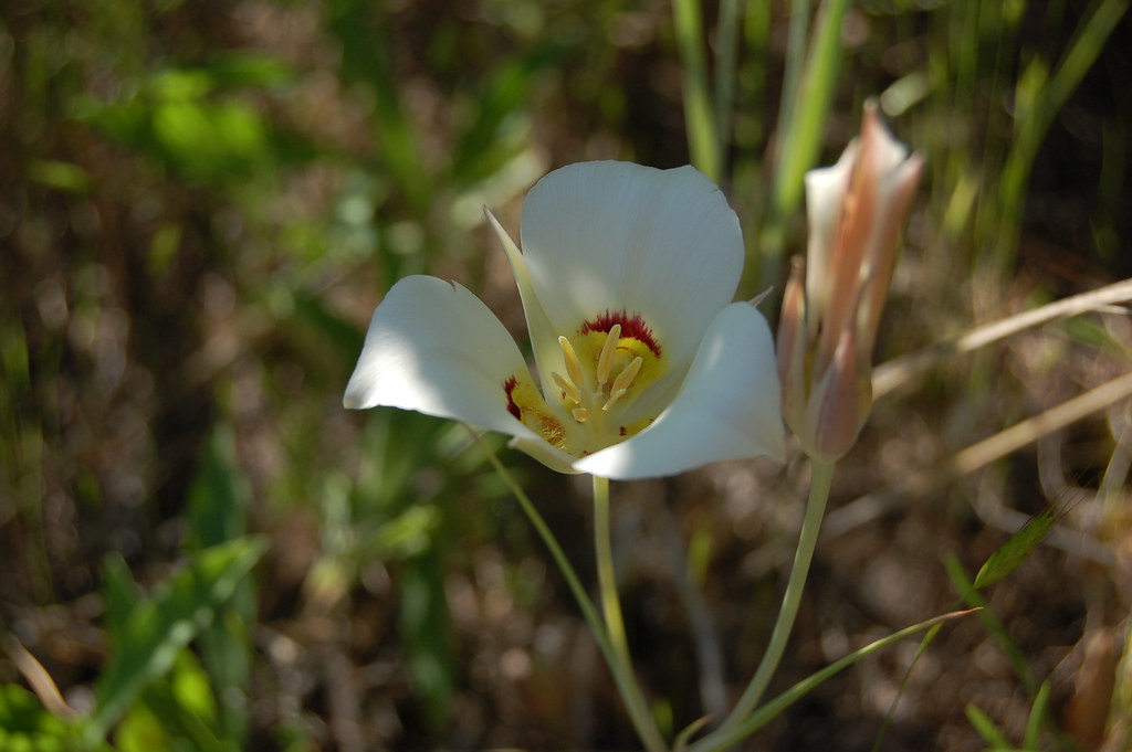 Sego lily, Nuttall's mariposa (Utah state flower) Calochor… Flickr