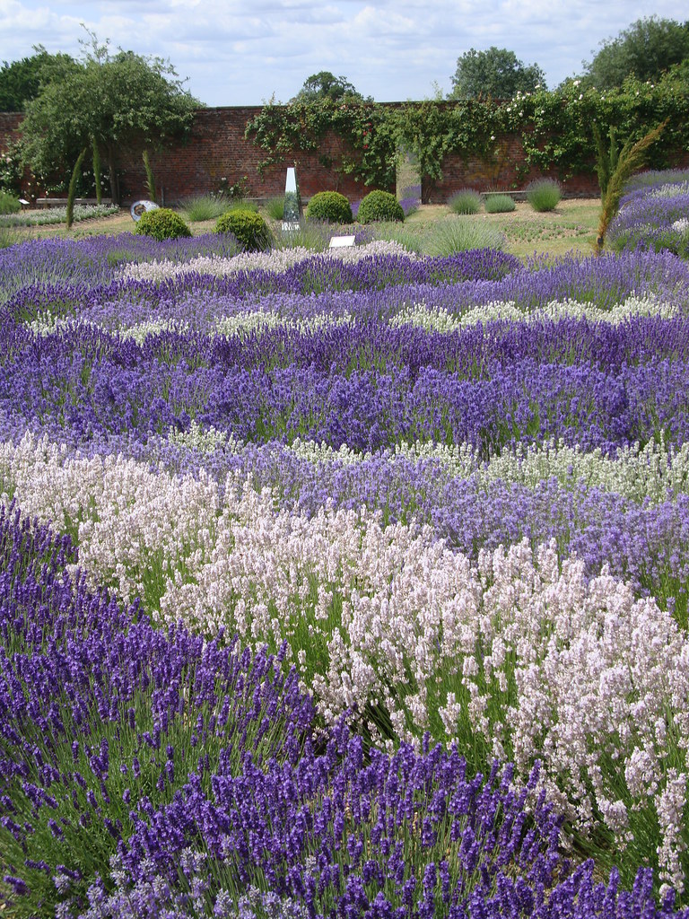 lavender nursery A lavender nursery in kent ,I didn't want… Flickr