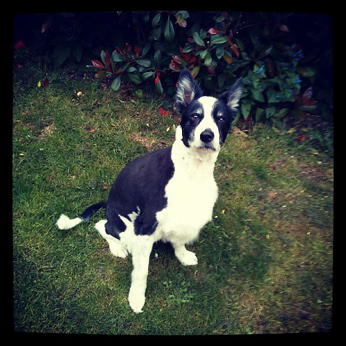 Border Collie haircut funny summer via Instagram bit