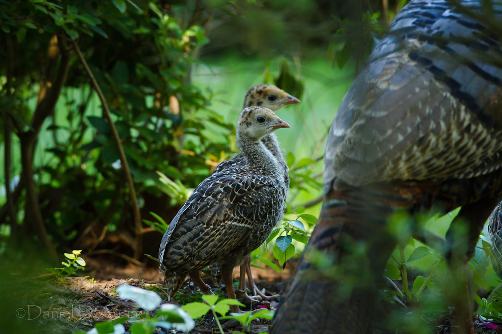 Young Wild Turkey in the yard 3079 Spring was in full effe… Flickr