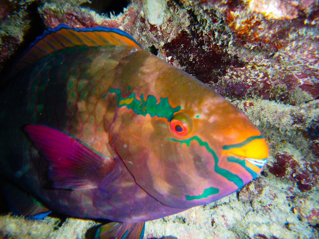 Parrot Fish Weird, creepy looking thing. Dean Croshere