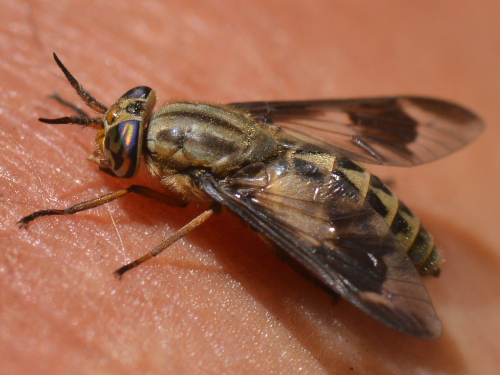 Deer Fly (Tabanidae, Diptera) biting my left hand *Sigh* T… Flickr
