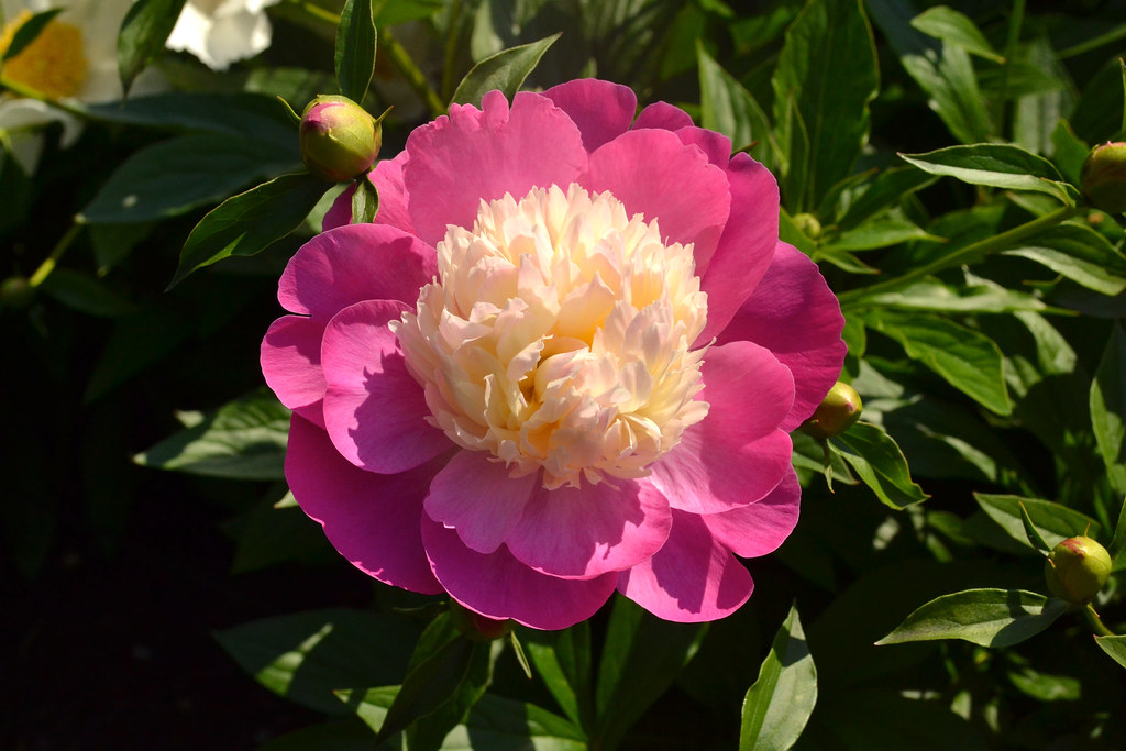 Herbaceous Peony Paeonia lactiflora (herbaceous peony) 'Ga… Flickr