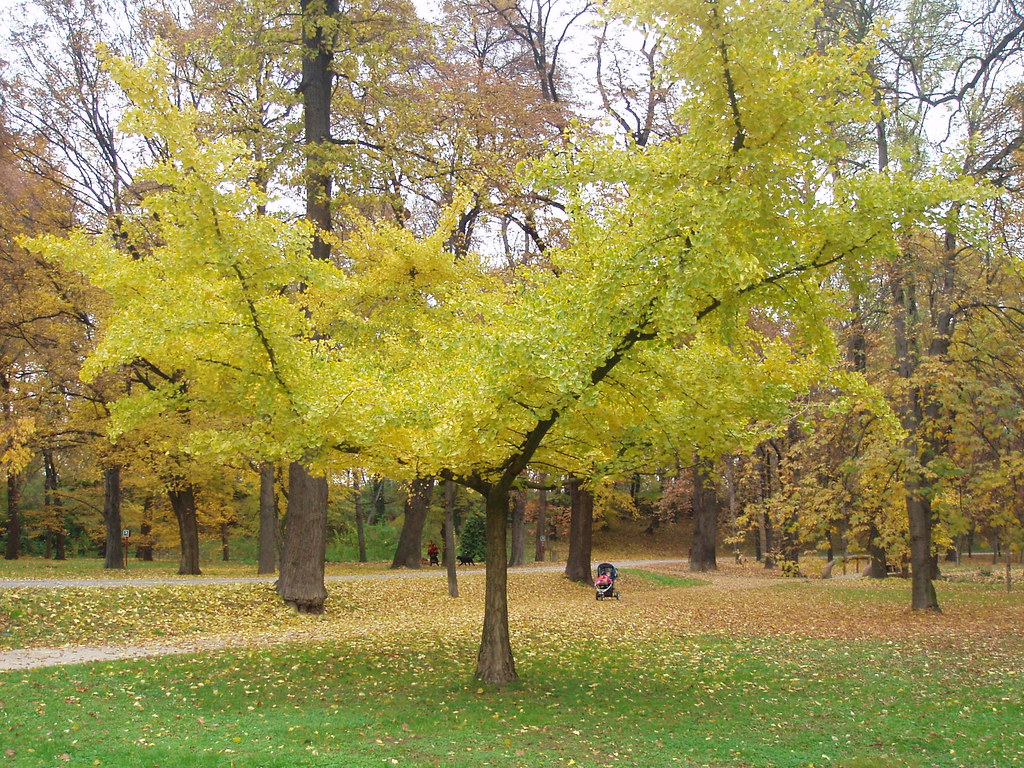 Ginkgo Biloba cv. Horizontalis Location Prague, Czech Rep… Flickr