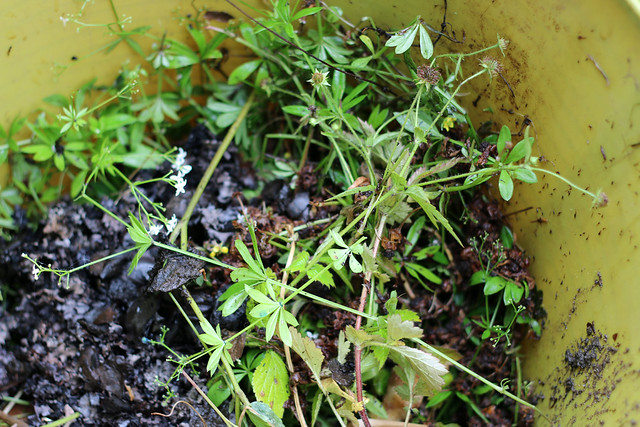 A dyer's garden : from plant to pot : growing dyes for natural fibers.