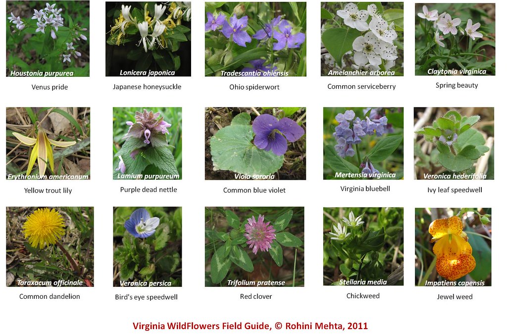 Wildflower guide Part I Virginia, USA MRohini Flickr