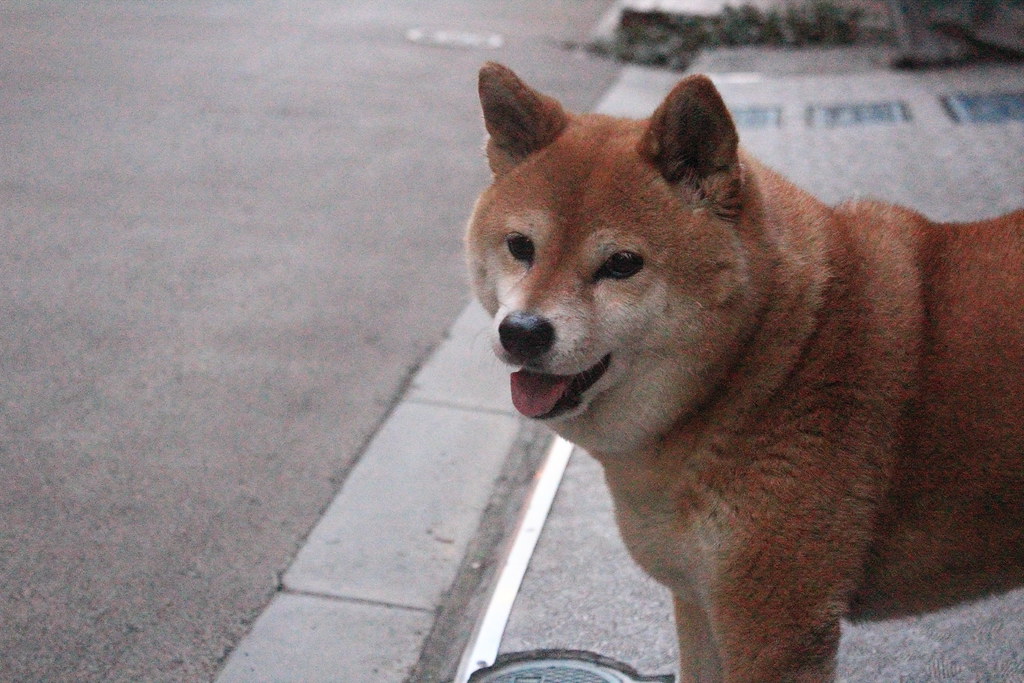 shiba inu the cute and fluffy Kitsany Flickr