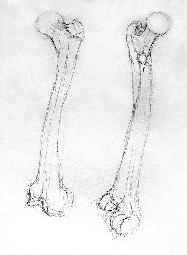 femur long bone drawing Emma Flickr