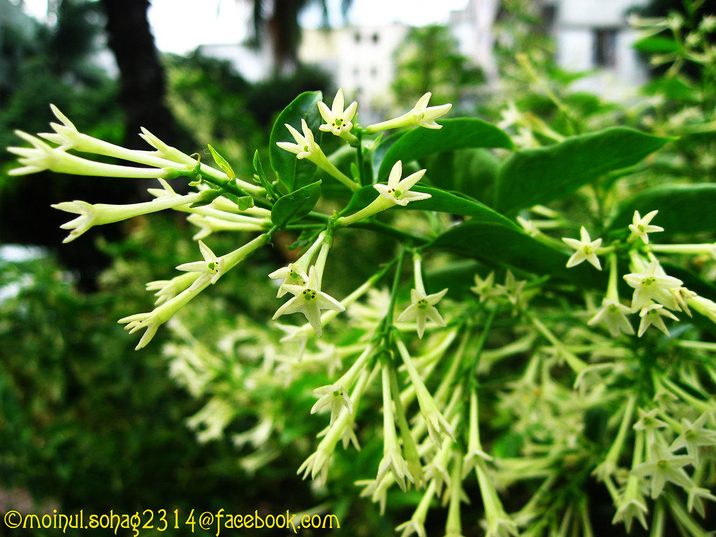 Nightblooming jasmine ; In Bengali হাসনাহেনা Cestrum noct… Flickr