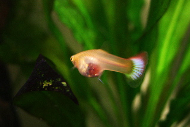 Pregnant Guppy Flickr Photo Sharing!