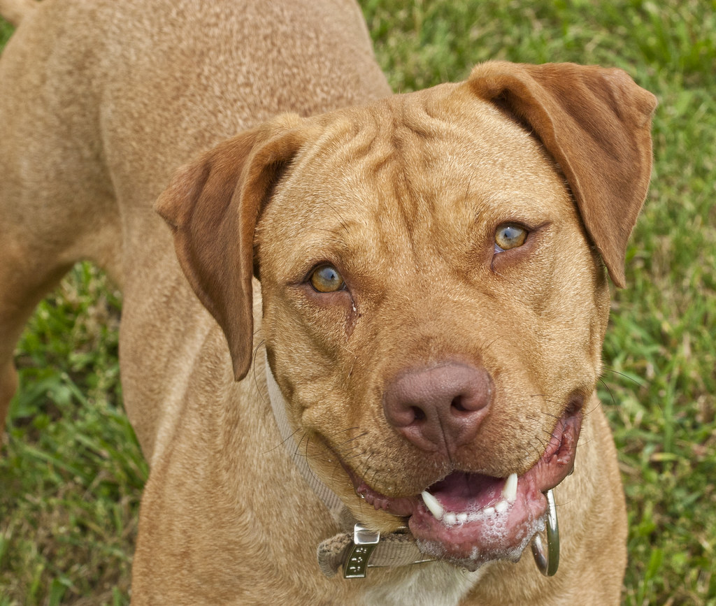 Mixed breed shelter dog, mastiff, pit bull, dog, dogs