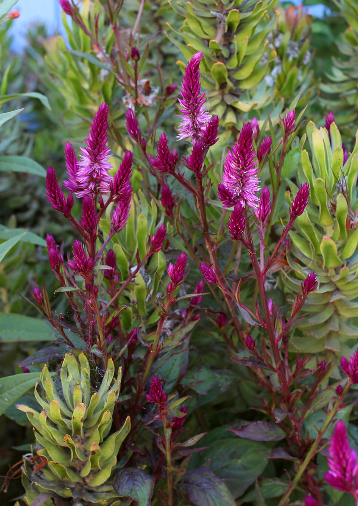 Celosia 'Cramer's Amazon' Annie's Annuals & Perennials Flickr
