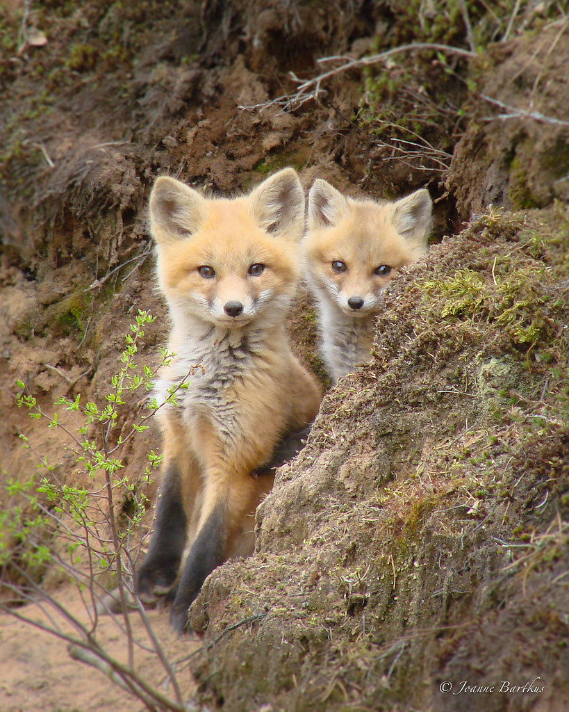 Red Foxes Minong, WI May, 2013 Joanne Bartkus Flickr